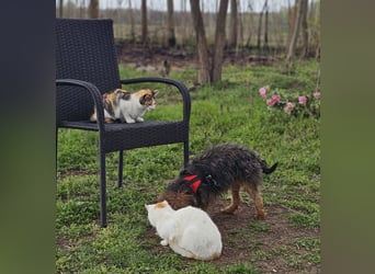 Manchu - vom Verhalten her wie ein Welpe