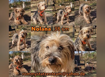Nolana ist eine aufgeweckte Terrier-Mix-Hündin