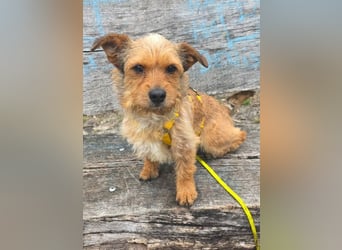 Neslin versucht alles richtig zu machen (31535 Neustadt am Rübenberge)