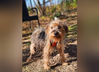 Nolana ist eine aufgeweckte Terrier-Mix-Hündin