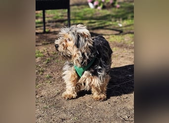 Sirid ist aktiv und neugierig