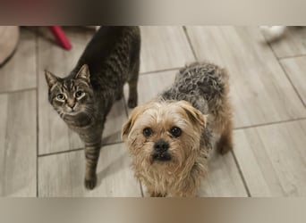 Nilo geht jedem Konflikt aus dem Weg (25451 Quickborn)