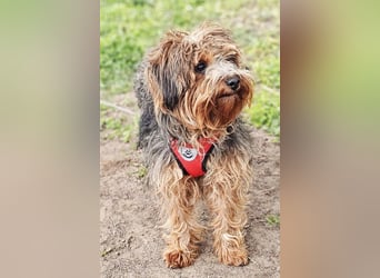 Manchu - vom Verhalten her wie ein Welpe