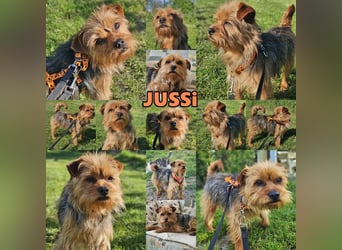 Jussi ist klug und möchte gefallen (61184 Karben)