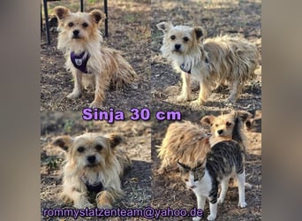 Sinja ist ein pfiffiges Hundemädel