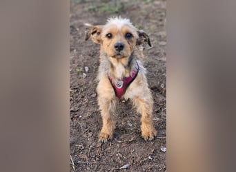 Neslin versucht alles richtig zu machen