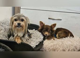 Esha ist neugierig und freundlich