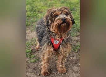 Manchu - vom Verhalten her wie ein Welpe