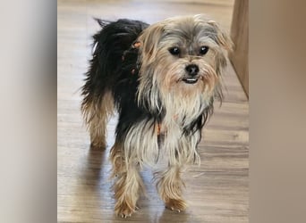 Esha ist neugierig und freundlich (76327 Pfinztal)