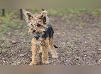 Pico sucht erfahrene, liebevolle Menschen