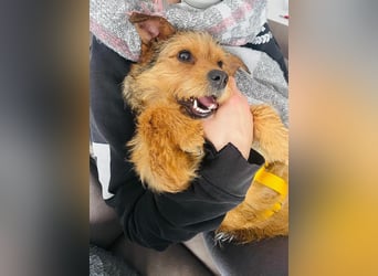 Neslin versucht alles richtig zu machen (31535 Neustadt am Rübenberge)