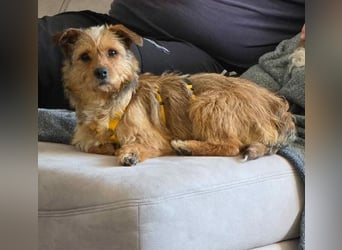 Neslin versucht alles richtig zu machen (31535 Neustadt am Rübenberge)