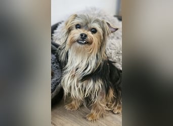 Esha ist neugierig und freundlich (76327 Pfinztal)