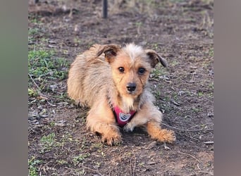 Neslin versucht alles richtig zu machen