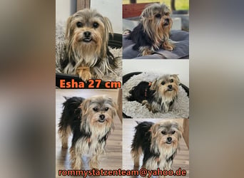 Esha ist neugierig und freundlich (76327 Pfinztal)