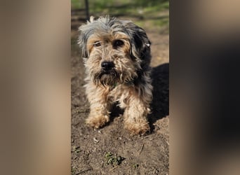 Sirid ist aktiv und neugierig