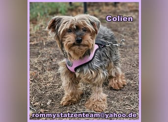 Colien wurde zum Welpen produzieren ausgenutzt