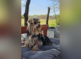 Esha ist neugierig und freundlich