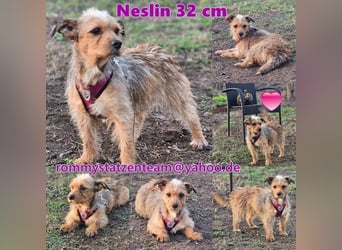 Neslin versucht alles richtig zu machen