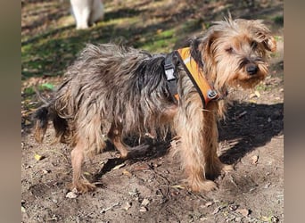 Nolana ist eine aufgeweckte Terrier-Mix-Hündin