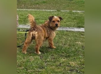 Neslin versucht alles richtig zu machen (31535 Neustadt am Rübenberge)