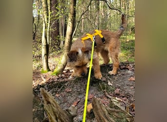 Neslin versucht alles richtig zu machen (31535 Neustadt am Rübenberge)
