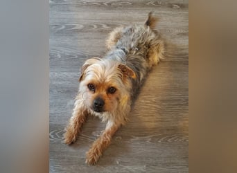 Nilo geht jedem Konflikt aus dem Weg (25451 Quickborn)