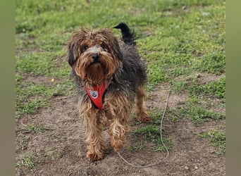 Manchu - vom Verhalten her wie ein Welpe