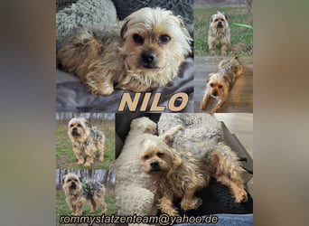 Nilo geht jedem Konflikt aus dem Weg (25451 Quickborn)