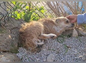 FLORI auf Pflege in D, 47574 Goch/NRW