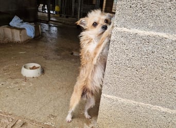 FLORI auf Pflege in D, 47574 Goch/NRW