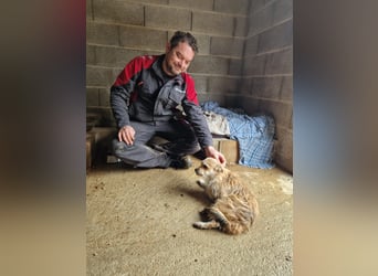 FLORI auf Pflege in D, 47574 Goch/NRW