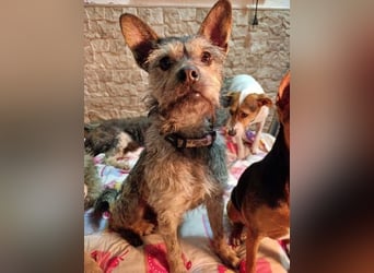 BELLA eine fröhliche Begleiterin