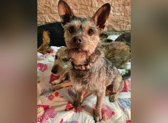 BELLA eine fröhliche Begleiterin