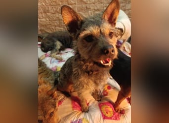 BELLA eine fröhliche Begleiterin