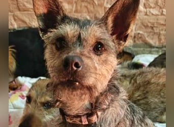 BELLA eine fröhliche Begleiterin