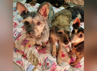 BELLA eine fröhliche Begleiterin