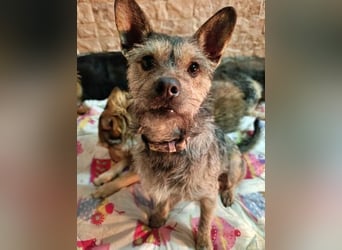 BELLA eine fröhliche Begleiterin