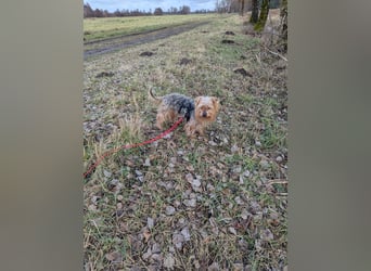 Fido auf Pflegestelle