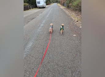 Fido auf Pflegestelle