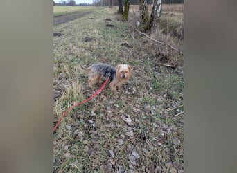 Fido auf Pflegestelle