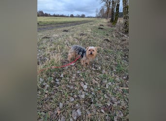 Fido auf Pflegestelle