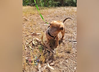 Pixley - eine süße Yorkie-Dame