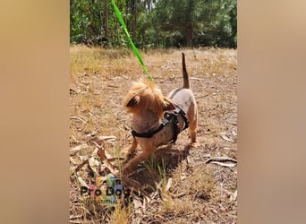 Pixley - eine süße Yorkie-Dame