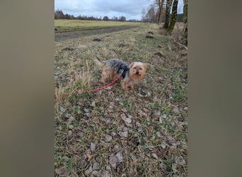 Fido auf Pflegestelle