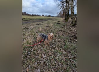 Fido auf Pflegestelle