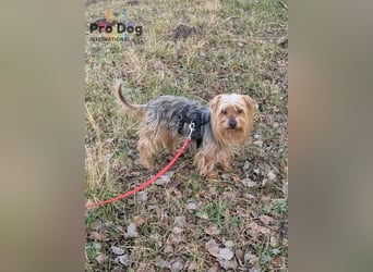 Fido auf Pflegestelle