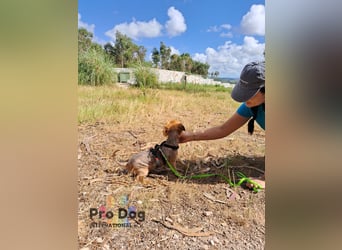 Pixley - eine süße Yorkie-Dame