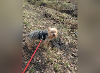 Fido auf Pflegestelle