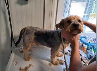 Yoyo, treuer Yorkshireterriermix, ca. 5 Jahre, ca. 31 cm, ca. 9 kg *in 50733 Köln*